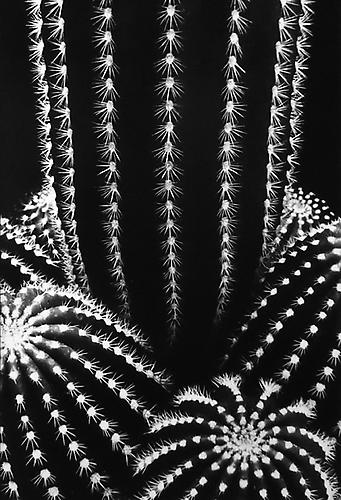 Don Worth Cactus Trichocereus Schickendantzil, San Jose, California 1976